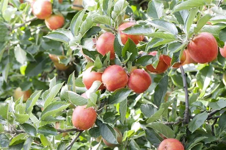 Apfel 'Braeburn' Stammbusch, Topfgröße 10 Liter MM111