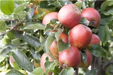 Apfel 'Braeburn' Stammbusch, Topfgröße 10 Liter MM111