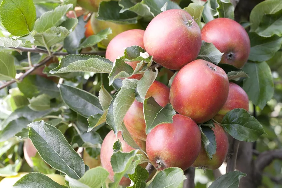 Apfel 'Braeburn' Stammbusch, Topfgröße 10 Liter MM111