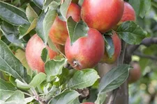 Apfel 'Braeburn' Stammbusch, Topfgröße 10 Liter MM111