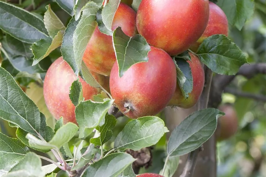 Apfel 'Braeburn' Stammbusch, Topfgröße 10 Liter MM111