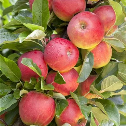 Apfel 'Elstar'