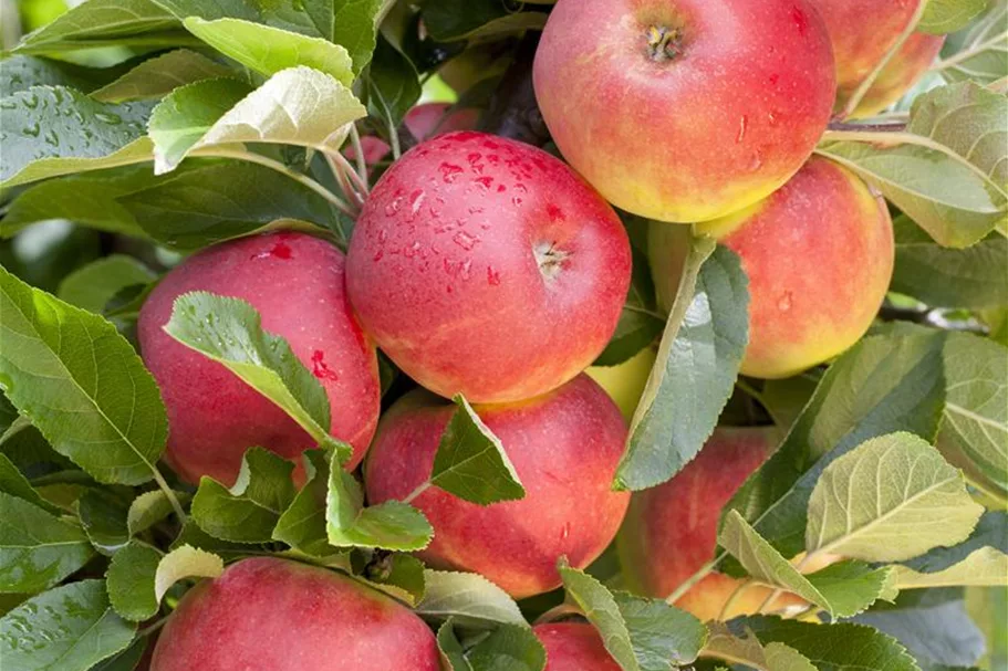 Apfel 'Elstar' Stammbusch, Topfgröße 10 Liter MM111