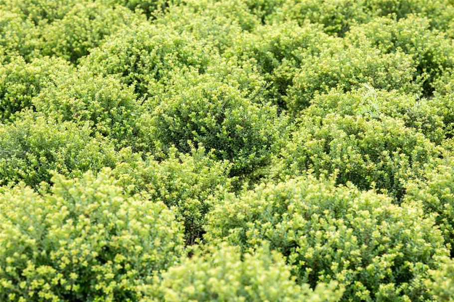 Berg-Ilex 'Glorie Dwarf' Topfgröße 2,3 Liter