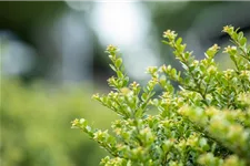 Berg-Ilex 'Glorie Dwarf' Topfgröße 2,3 Liter