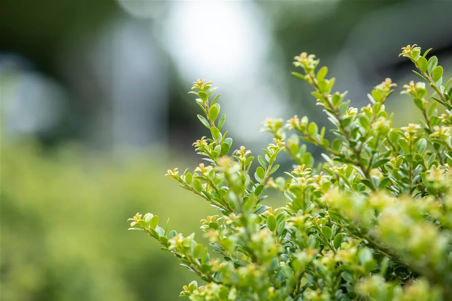 Berg-Ilex 'Glorie Dwarf' Topfgröße 2,3 Liter