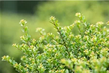 Berg-Ilex 'Glorie Dwarf' Topfgröße 2,3 Liter