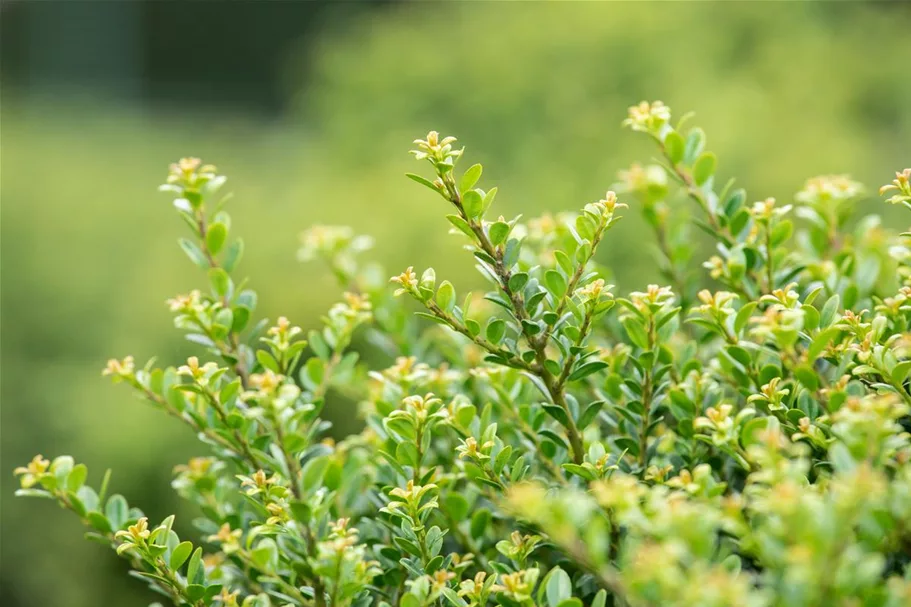 Berg-Ilex 'Glorie Dwarf' Topfgröße 2,3 Liter