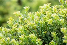 Berg-Ilex 'Glorie Dwarf' Topfgröße 2,3 Liter