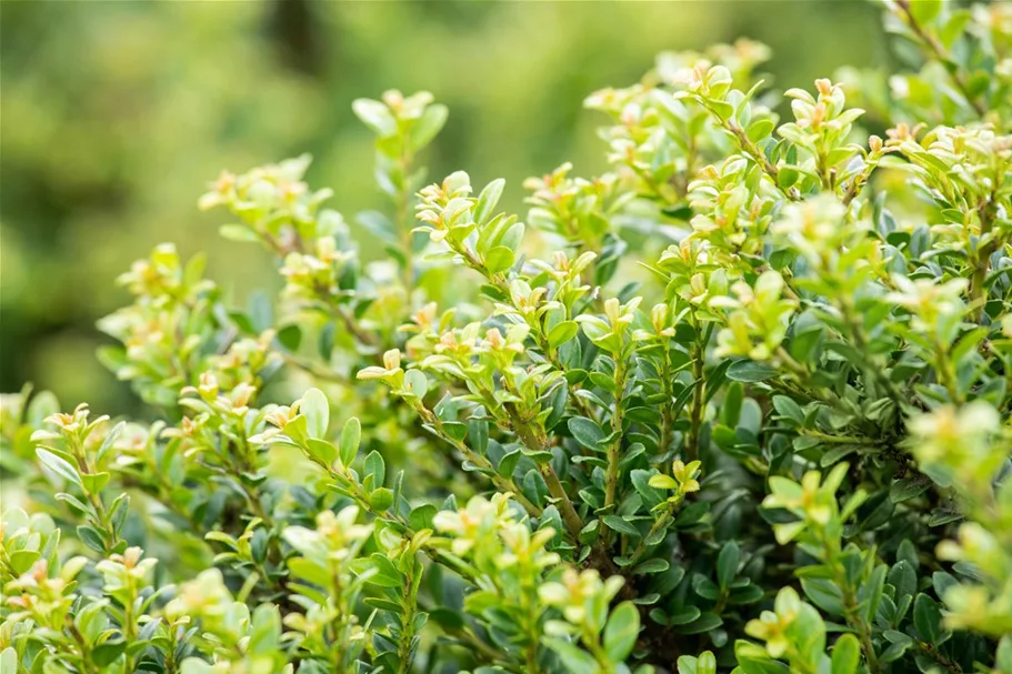 Berg-Ilex 'Glorie Dwarf' Topfgröße 2,3 Liter