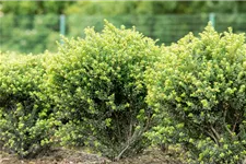 Berg-Ilex 'Glorie Dwarf' Topfgröße 2,3 Liter