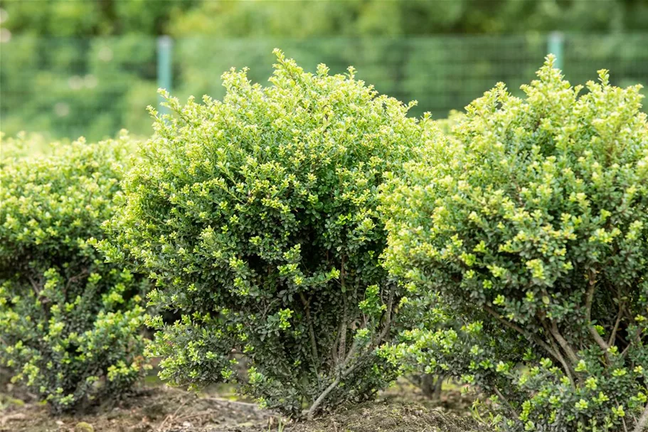 Berg-Ilex 'Glorie Dwarf' Topfgröße 2,3 Liter