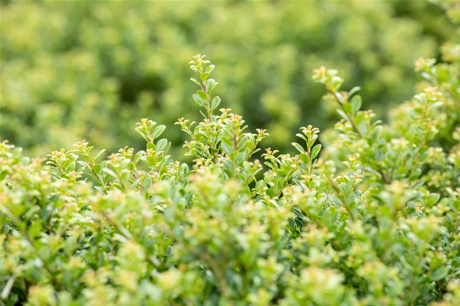 Berg-Ilex 'Glorie Dwarf' Topfgröße 2,3 Liter