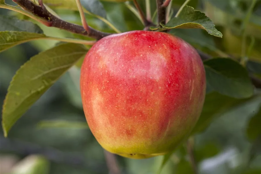 Apfel 'Elstar' Stammbusch, Topfgröße 10 Liter MM111