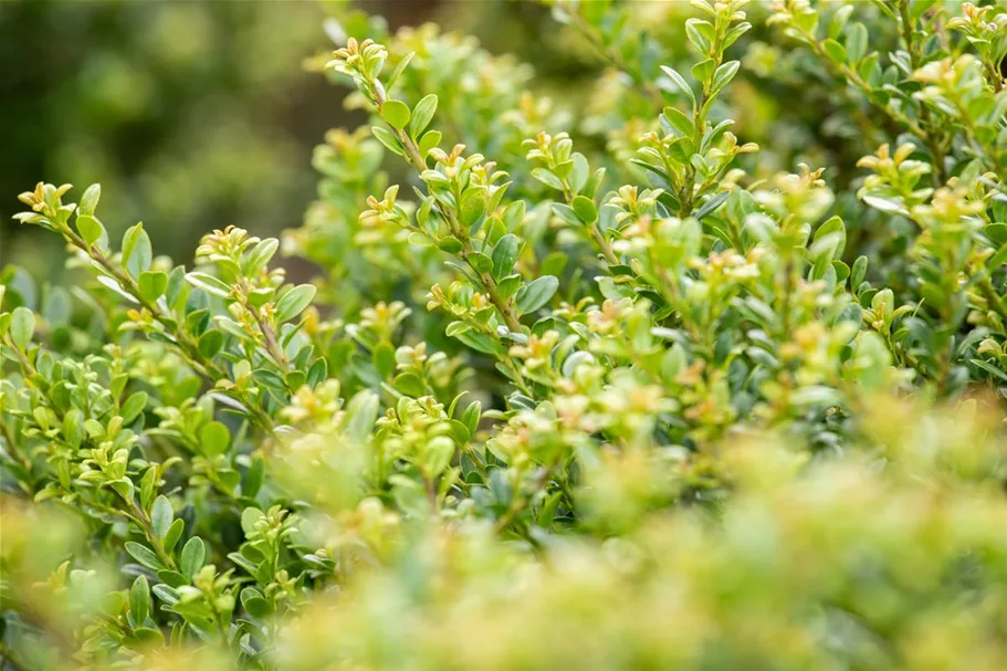 Berg-Ilex 'Glorie Dwarf' Topfgröße 2,3 Liter