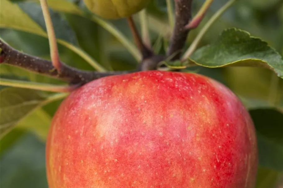 Apfel 'Elstar' Stammbusch, Topfgröße 10 Liter MM111