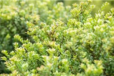 Berg-Ilex 'Glorie Dwarf' Topfgröße 2,3 Liter