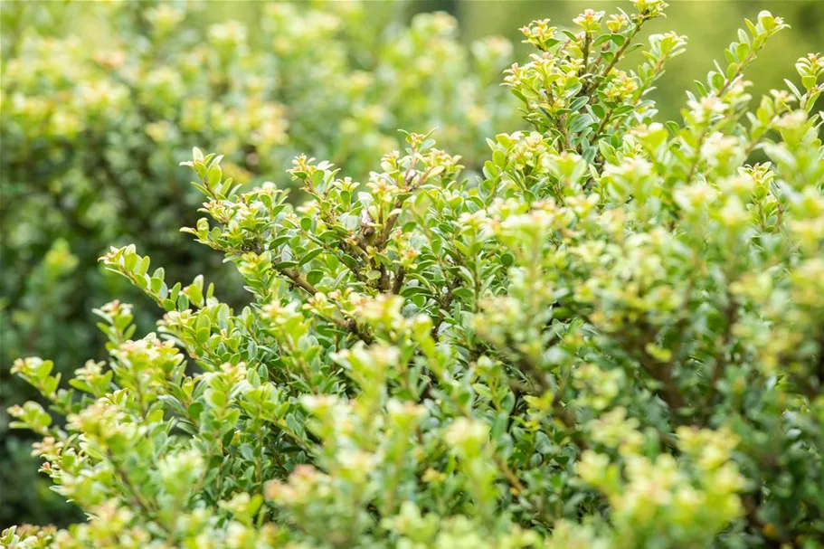 Berg-Ilex 'Glorie Dwarf' Topfgröße 2,3 Liter