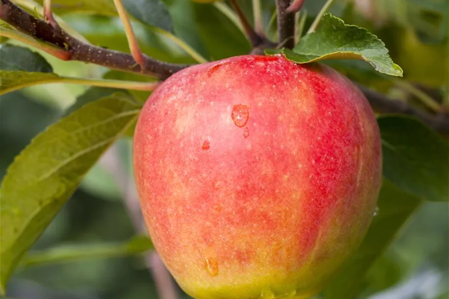 Apfel 'Elstar' Stammbusch, Topfgröße 10 Liter MM111