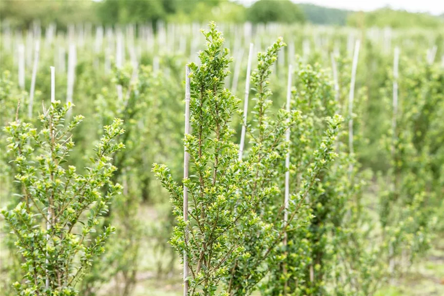 Berg-Ilex 'Glorie Dwarf' Topfgröße 2,3 Liter