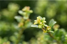 Berg-Ilex 'Glorie Dwarf' Topfgröße 2,3 Liter