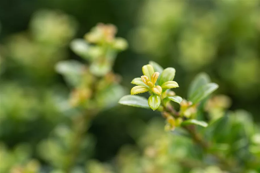 Berg-Ilex 'Glorie Dwarf' Topfgröße 2,3 Liter