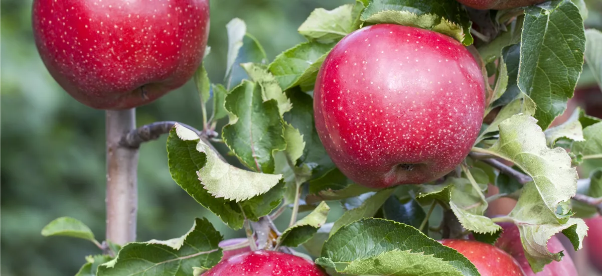 Apfel 'Florina' Stammbusch, Topfgröße 10 Liter