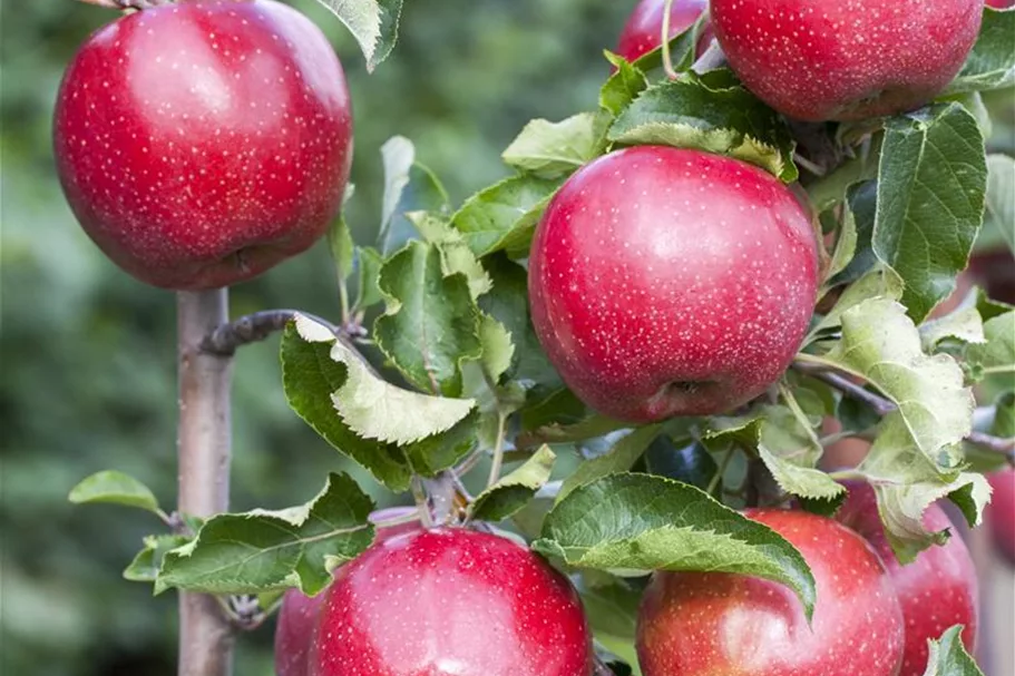 Apfel 'Jonagold' Stammbusch, Topfgröße 10 Liter MM111