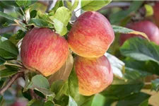 Apfel 'Gala' Stammbusch, Topfgröße 10 Liter MM111