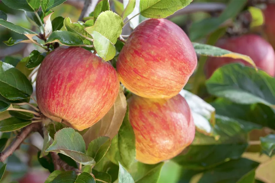 Apfel 'Gala' Stammbusch, Topfgröße 10 Liter MM111