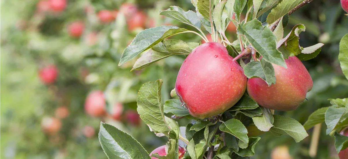 Apfel 'Retina'(s) Stammbusch, Topfgröße 10 Liter MM111