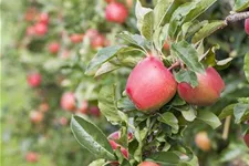 Apfel 'Gala' Stammbusch, Topfgröße 10 Liter MM111