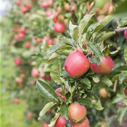 Apfel 'Retina'(s)