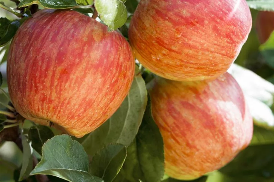 Apfel 'Gala' Stammbusch, Topfgröße 10 Liter MM111