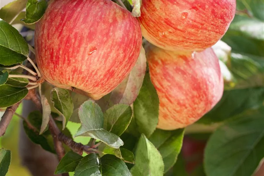 Apfel 'Gala' Stammbusch, Topfgröße 10 Liter MM111