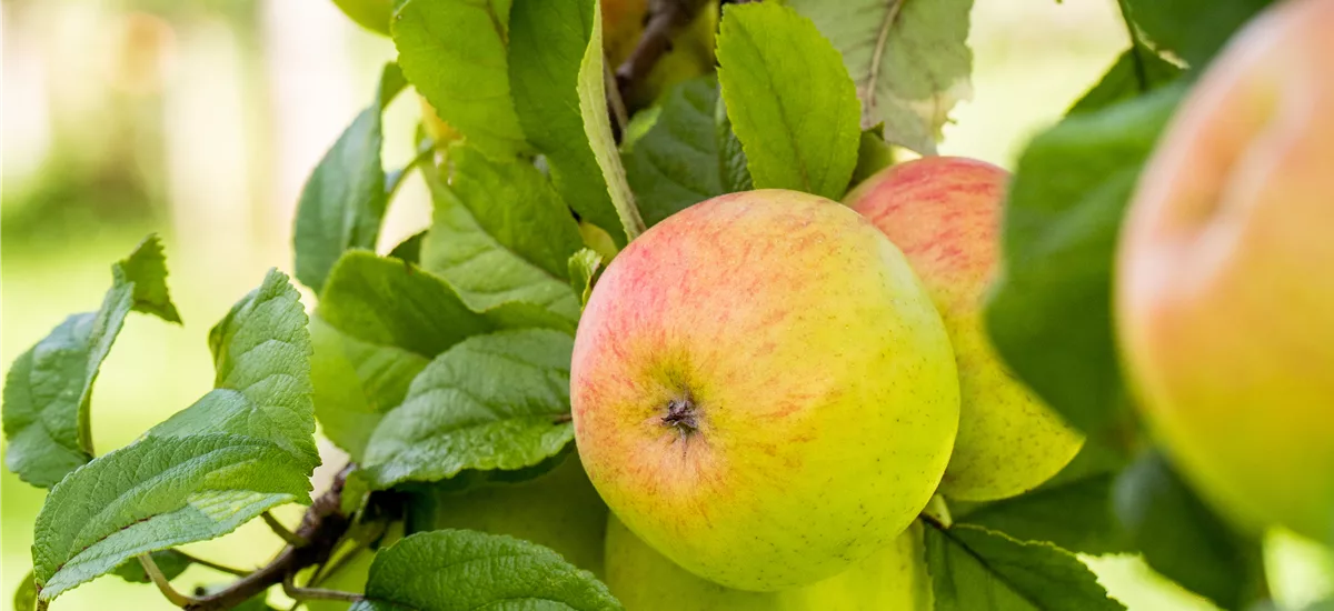 Apfel 'Geheimrat Dr.Oldenburg' Stammbusch, Topfgröße 10 Liter MM111