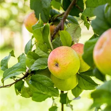 Apfel 'Geheimrat Dr.Oldenburg'