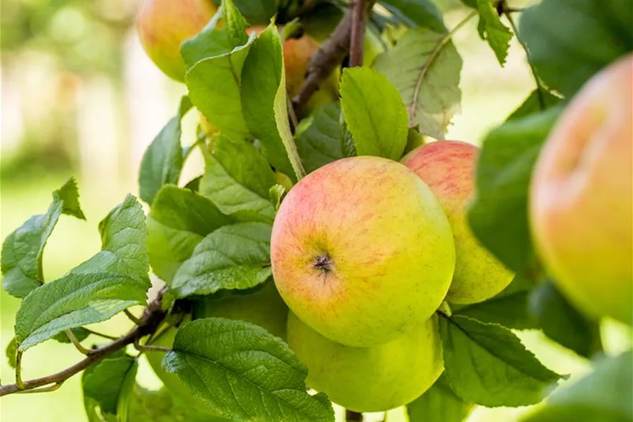 Apfel 'Roter Berlepsch' Stammbusch, Topfgröße 10 Liter MM111