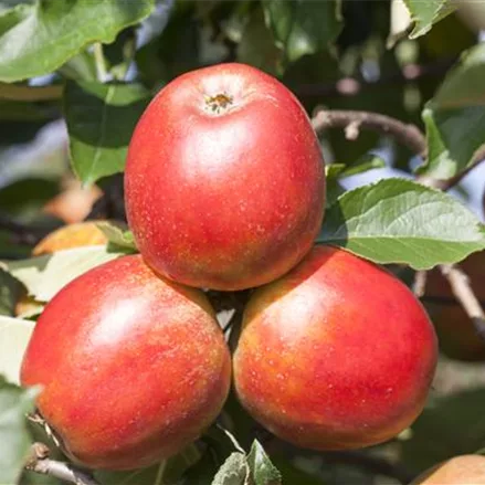 Apfel 'Gerlinde'®