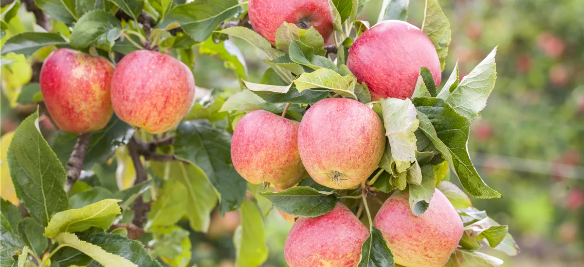 Apfel 'Gravensteiner' Stammbusch, Topfgröße 10 Liter