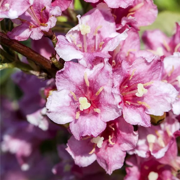 Buntblättrige Weigelie 'Nana Variegata'