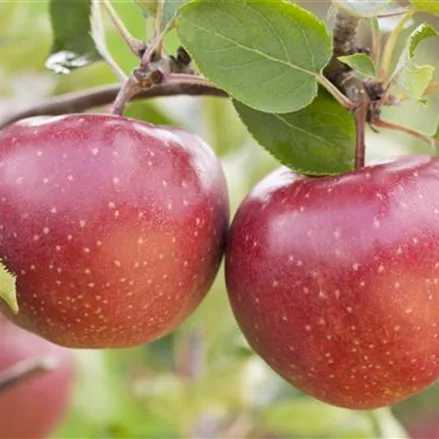 Apfel 'Jonagold'