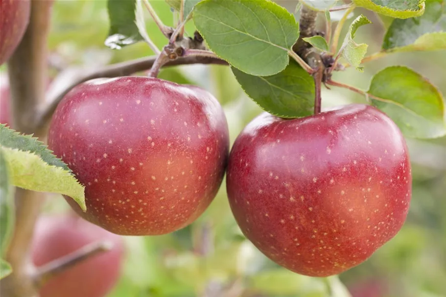 Apfel 'Jonagold' Stammbusch, Topfgröße 10 Liter MM111