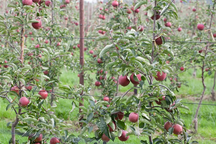 Apfel 'Jonagold' Stammbusch, Topfgröße 10 Liter MM111