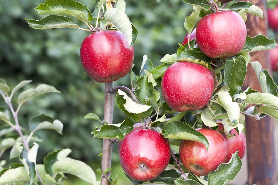 Apfel 'Jonagold' Stammbusch, Topfgröße 10 Liter MM111