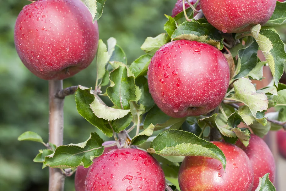 Apfel 'Jonagold' Stammbusch, Topfgröße 10 Liter MM111