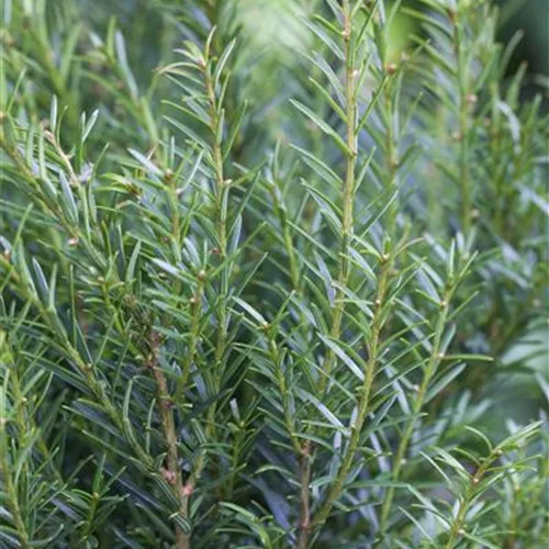 Eibe 'Renke´s Kleiner Grüner'