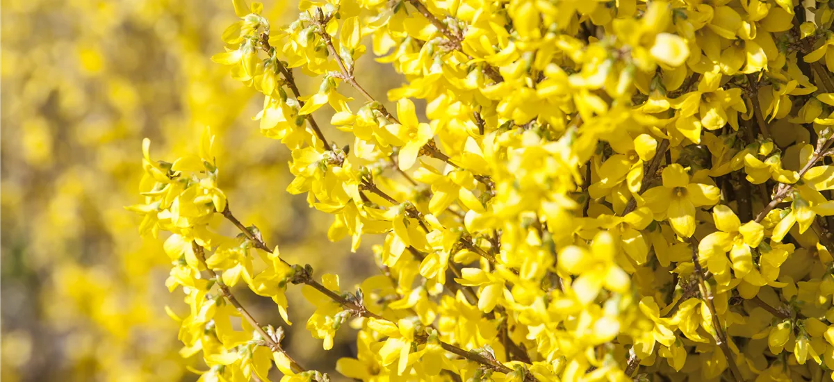 Forsythie 'Goldrausch' Topfgröße 4,6 Liter