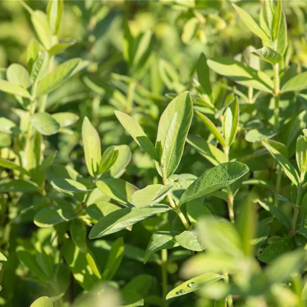 Blaue Heckenkirsche Polar Fruits® 'Sibirian Blue Berry'