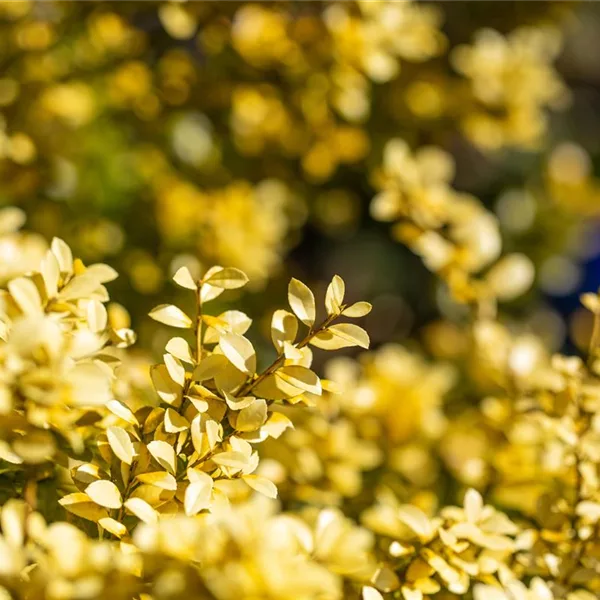 Gelber Berg-Ilex 'Golden Gem'